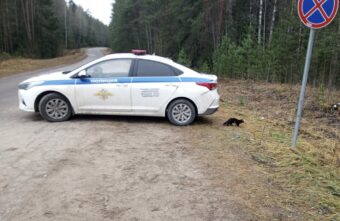 Норка, сбежавшая во время атаки беспилотников в Торопце, поселилась у поста ГАИ