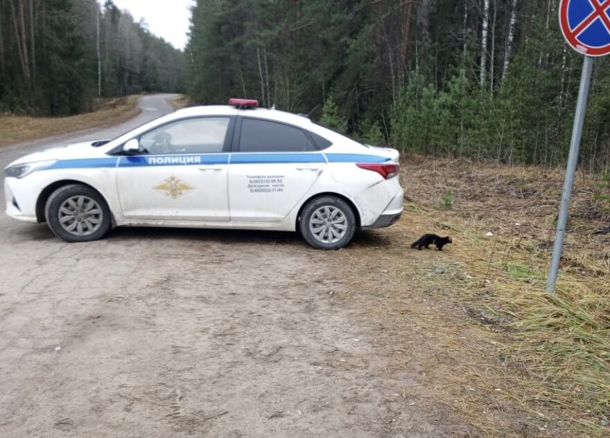 Норка, сбежавшая во время атаки беспилотников в Торопце, поселилась у поста ГАИ Норка, сбежавшая во время атаки беспилотников в Торопце, поселилась у поста ГАИ