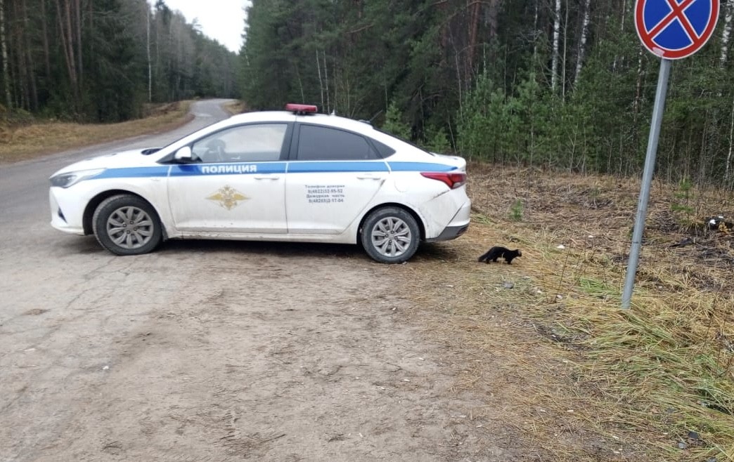 Норка, сбежавшая во время атаки беспилотников в Торопце, поселилась у поста ГАИ