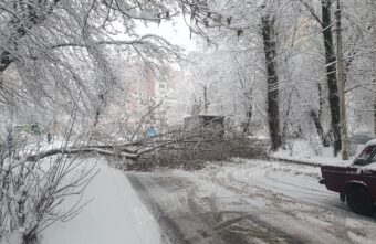 В Твери упавшее дерево перекрыло дорогу для проезда