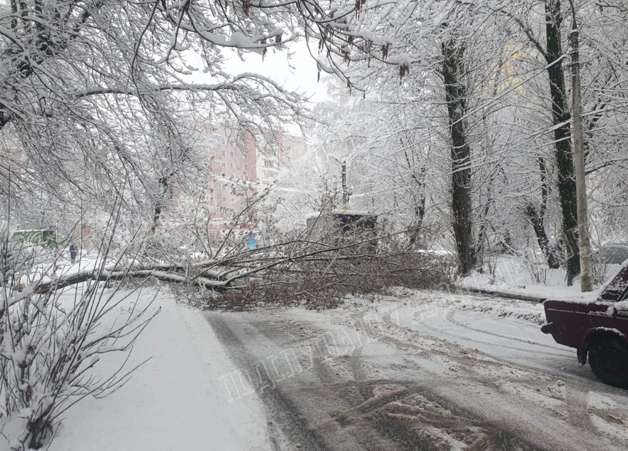 В Твери упавшее дерево перекрыло дорогу для проезда