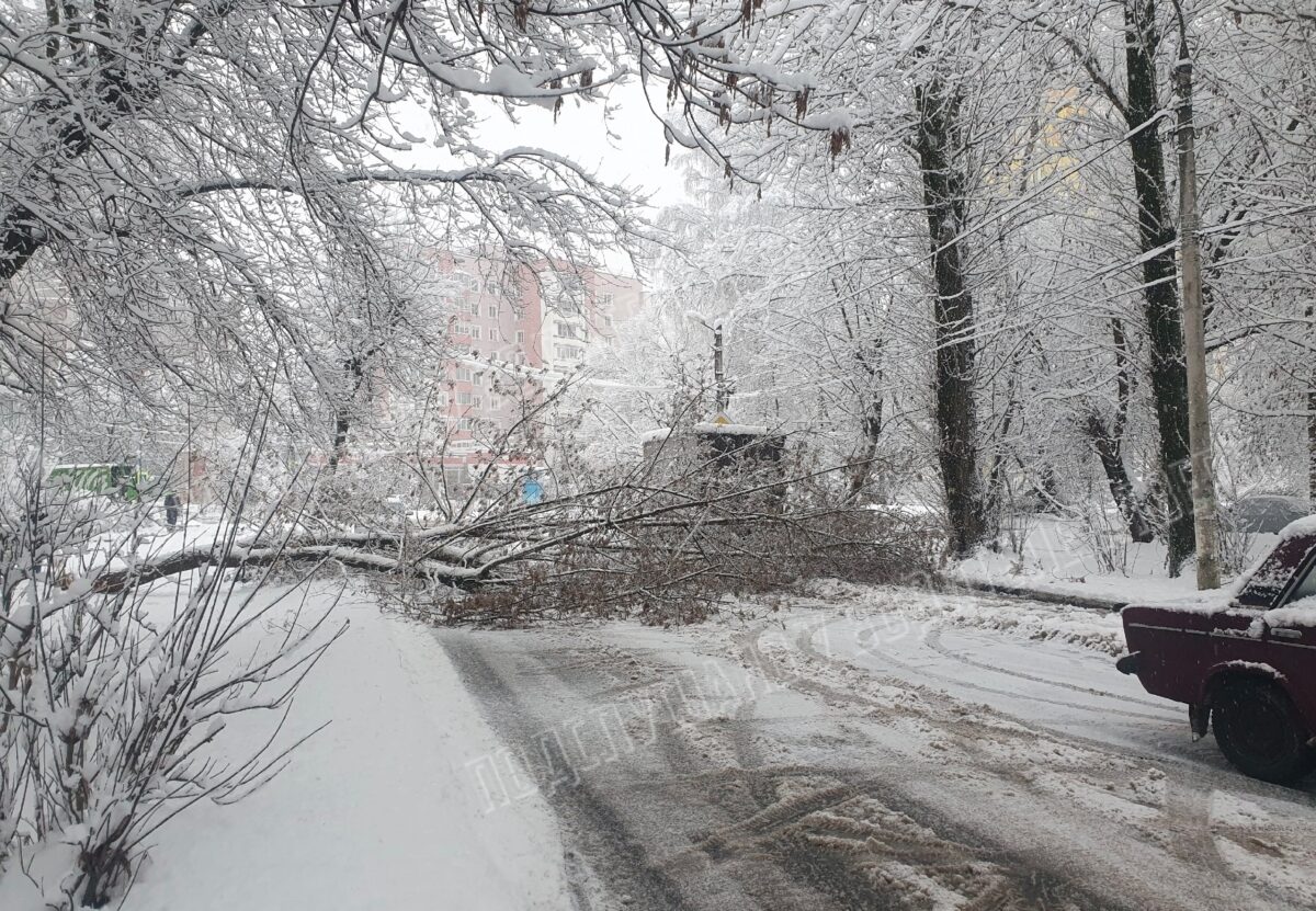 В Твери упавшее дерево перекрыло дорогу для проезда