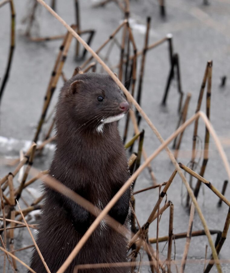 В Тверской области сфотографировали американскую норку