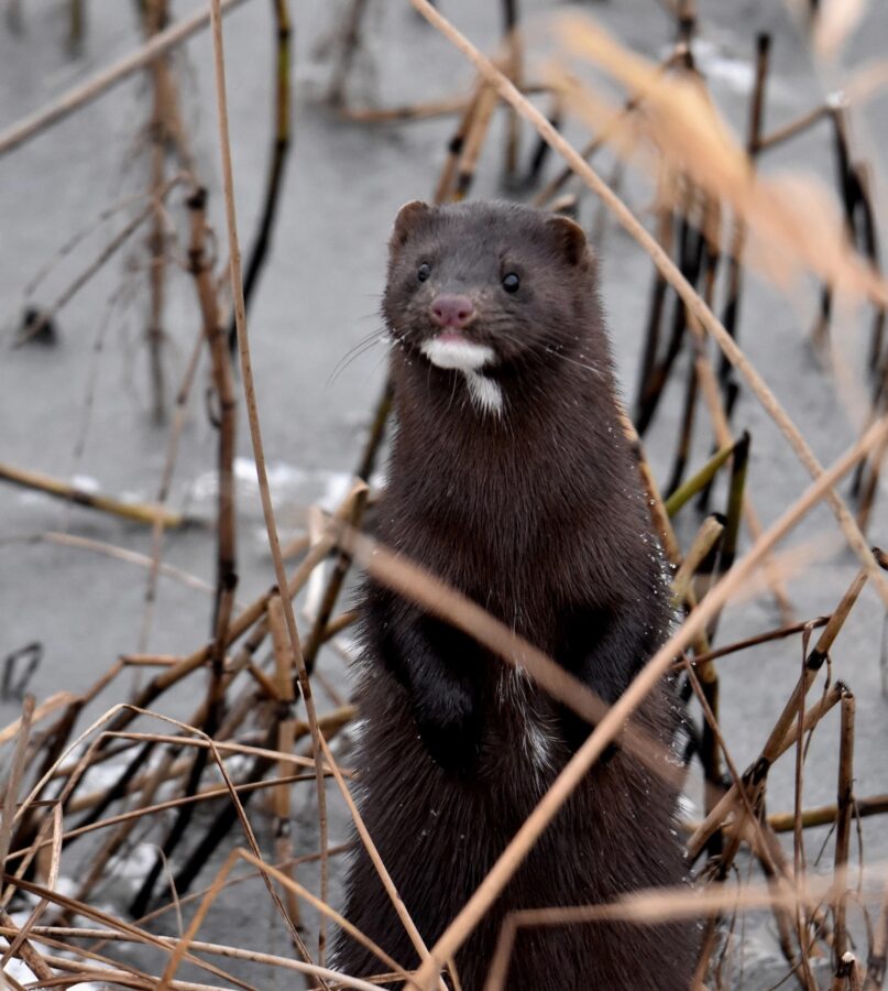 В Тверской области сфотографировали американскую норку
