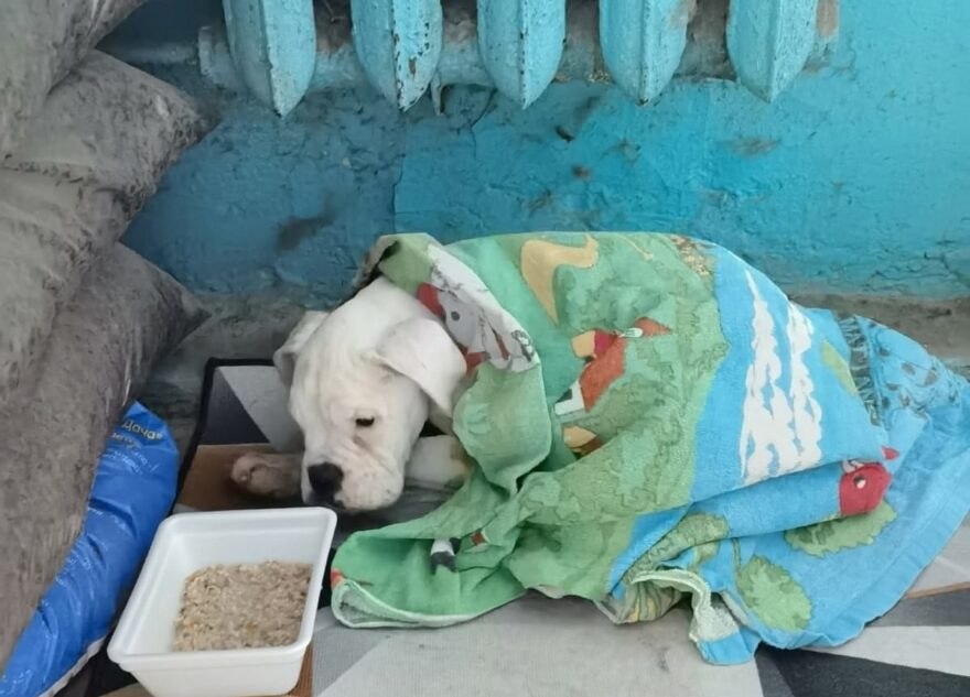 В Твери умер трехмесячный щенок боксера, не дождавшись помощи