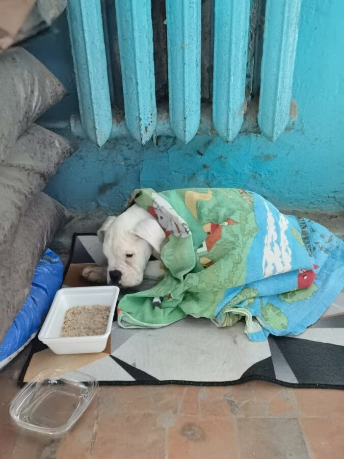 В Твери умер трехмесячный щенок боксера, не дождавшись помощи