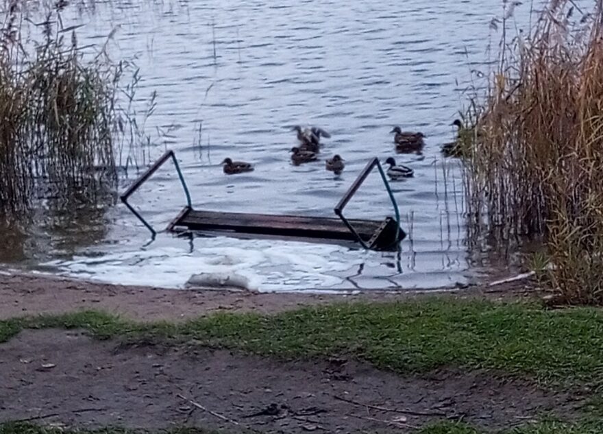 В Тверской области вандалы помогают уткам обзавестись мебелью