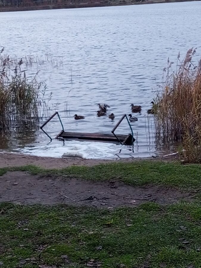 В Тверской области вандалы помогают уткам обзавестись мебелью