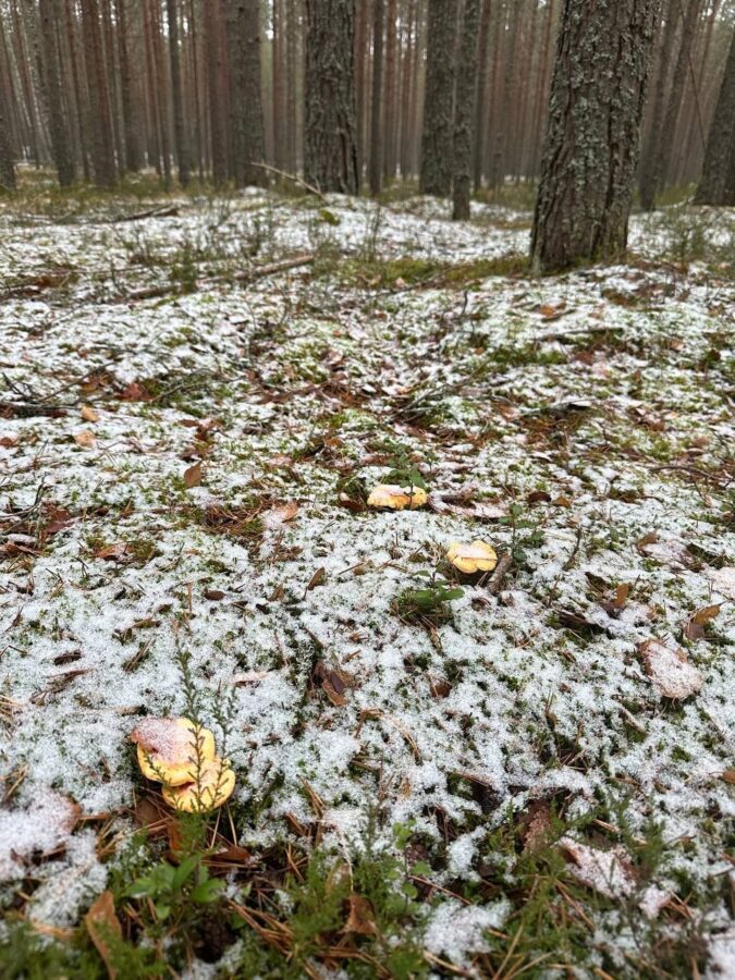 Жители Тверской области даже под снегом находят грибы