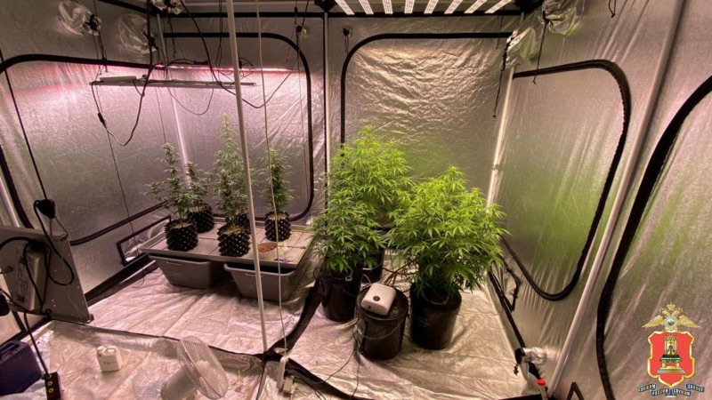 В Твери мужчина выращивал дома наркотики на продажу