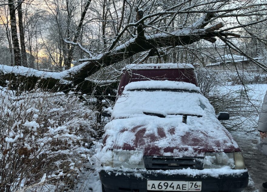 В Твери огромное дерево рухнуло на машину