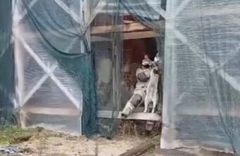 В Тверской области спасатели вытащили собаку, застрявшую в деревянных перекрытиях