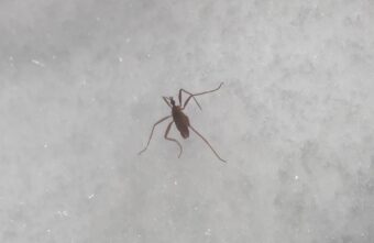 В Тверской области насекомые не боятся морозов В Тверской области насекомые не боятся морозов