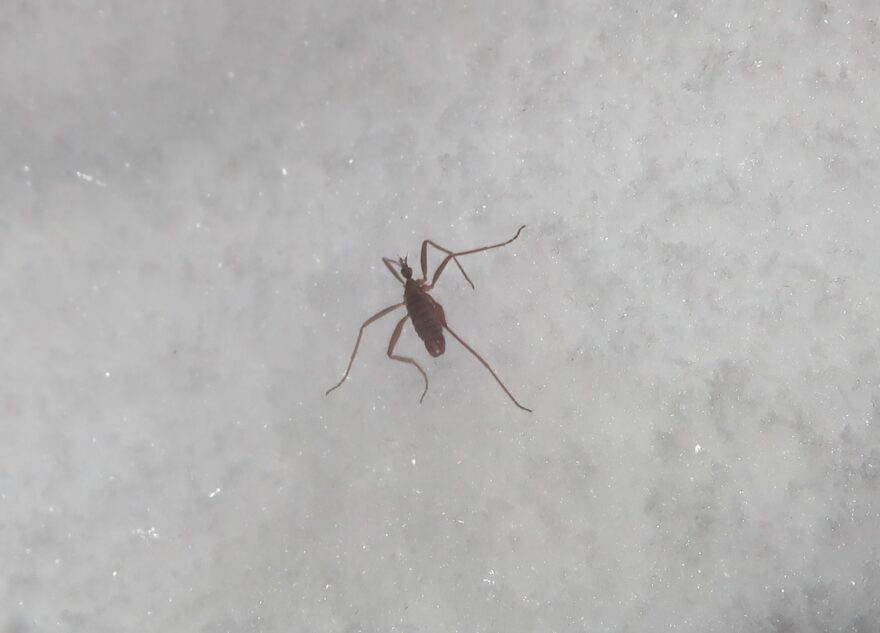 В Тверской области насекомые не боятся морозов