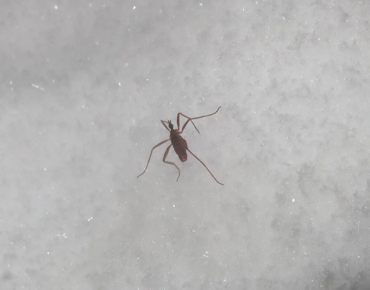 В Тверской области насекомые не боятся морозов В Тверской области насекомые не боятся морозов