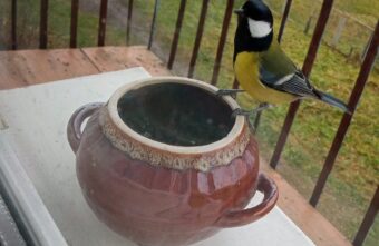 Голодные птицы не дают спать жителям Тверской области