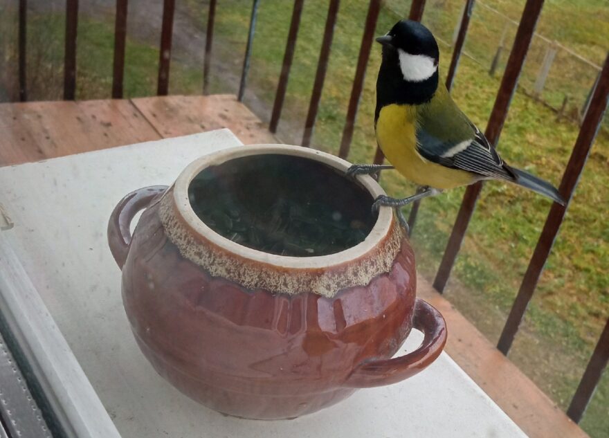 Голодные птицы не дают спать жителям Тверской области