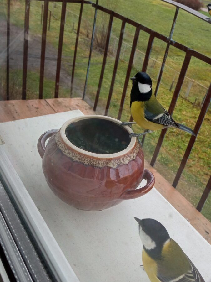 Голодные птицы не дают спать жителям Тверской области