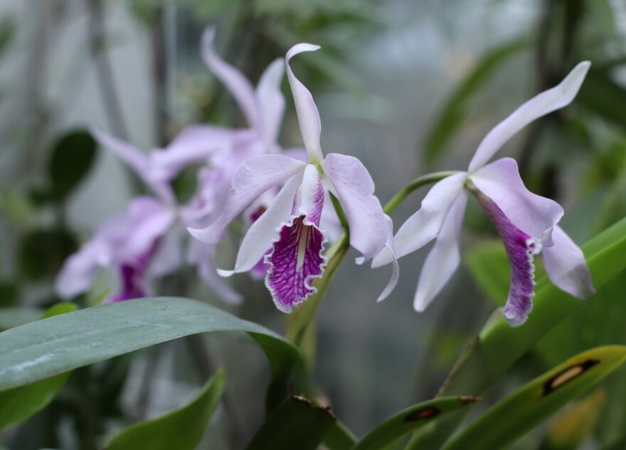 В Твери впервые можно увидеть редкую орхидею Каттлею
