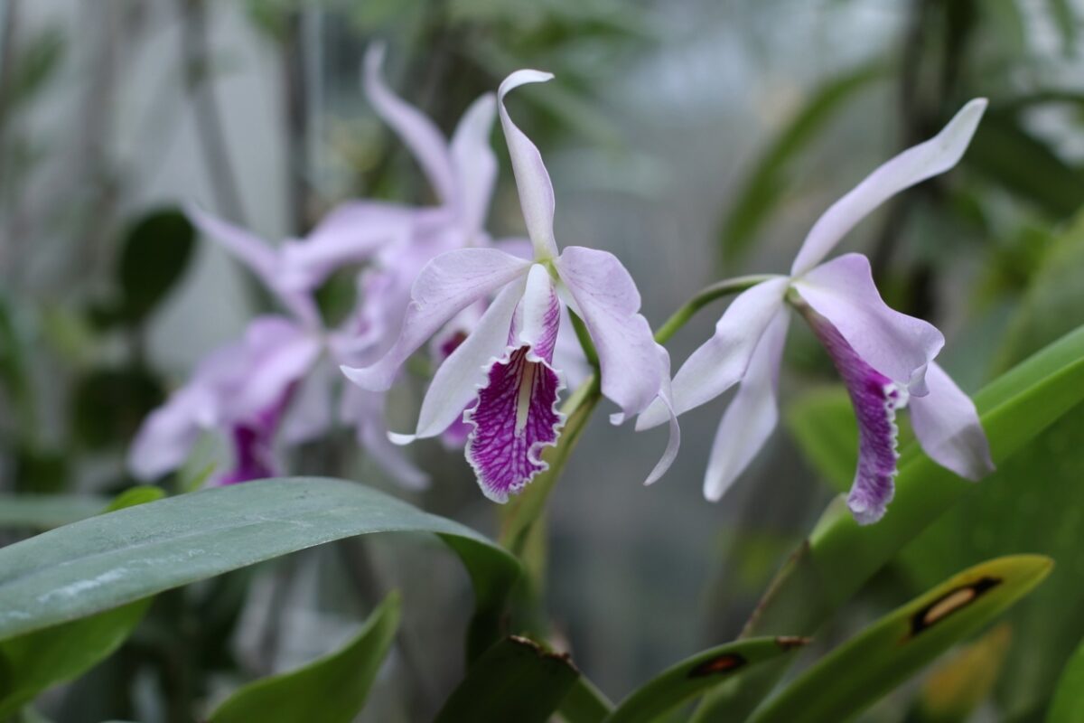 В Твери впервые можно увидеть редкую орхидею Каттлею