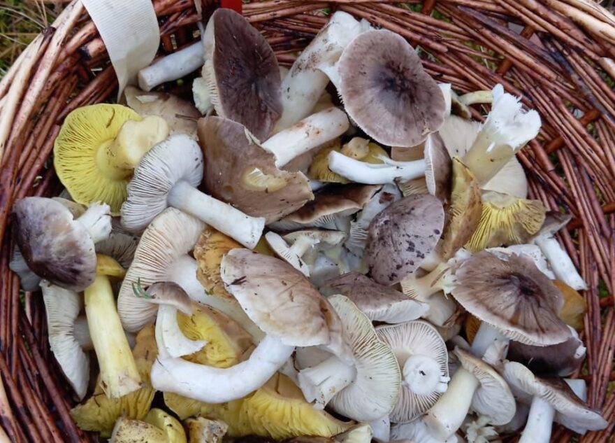 В лесах Тверской области в ноябре активно растут грибы