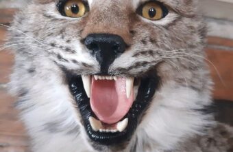 В Тверской области разрешили добыть 32 редких рыси