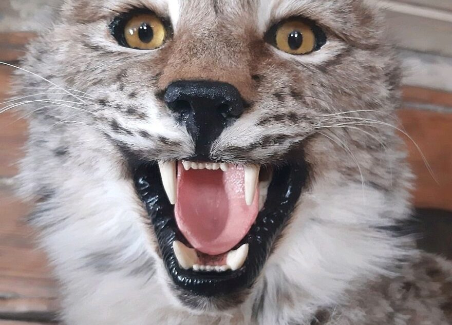 В Тверской области разрешили добыть 32 редких рыси