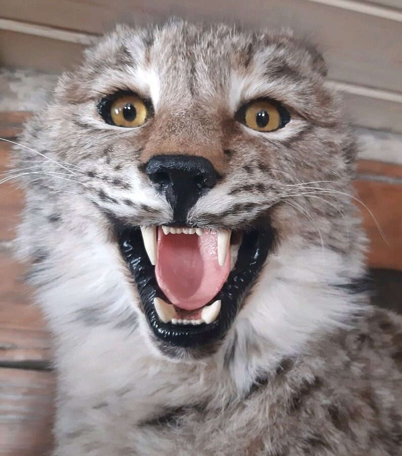 В Тверской области разрешили добыть 32 редких рыси