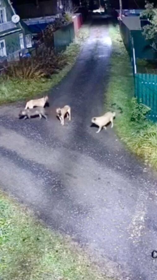 В Тверской области стая диких собак нападает на птиц и кошек