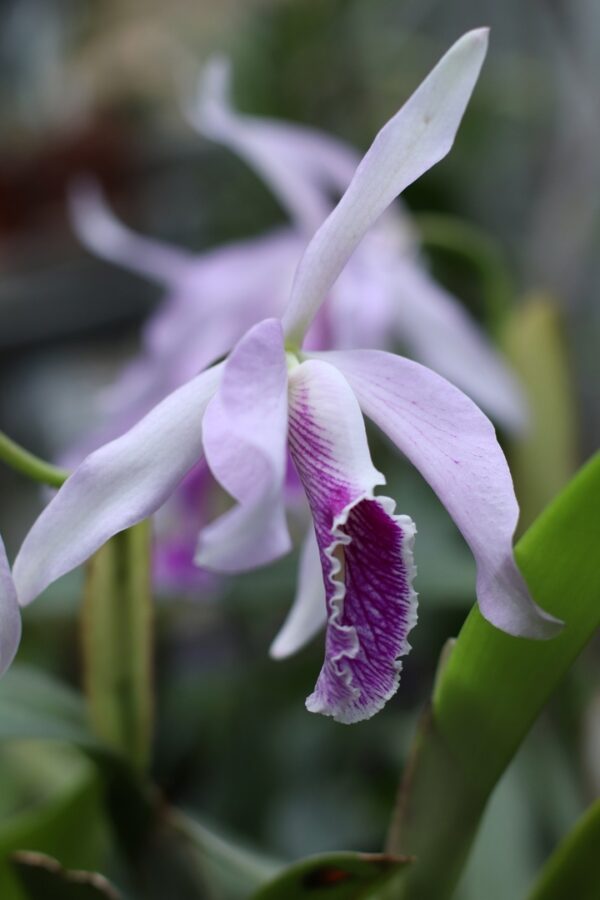 В Твери впервые можно увидеть редкую орхидею Каттлею