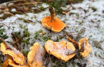 Жители Тверской области даже под снегом находят грибы