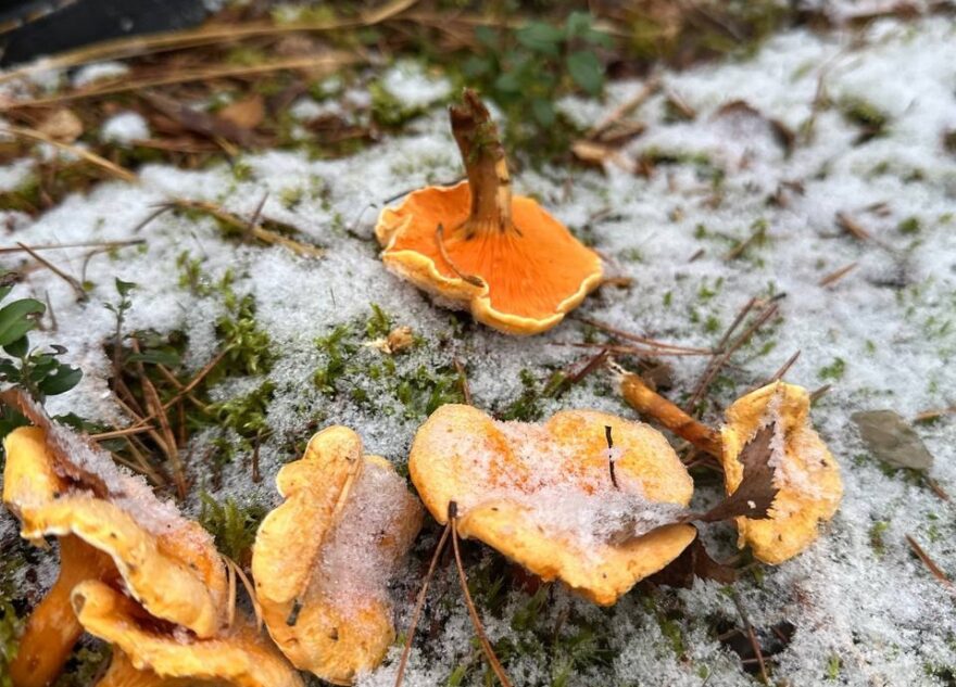 Жители Тверской области даже под снегом находят грибы