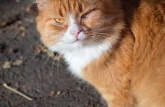 Синоптики рассказали, когда в Тверскую область придет морозная зима Синоптики рассказали, когда в Тверскую область придет морозная зима