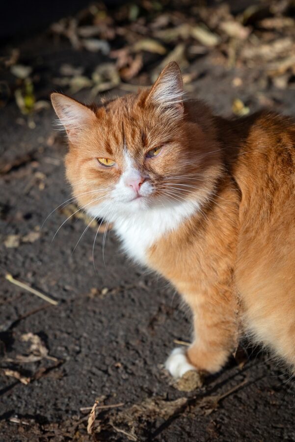 Синоптики рассказали, когда в Тверскую область придет морозная зима