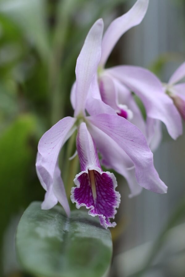 В Твери впервые можно увидеть редкую орхидею Каттлею