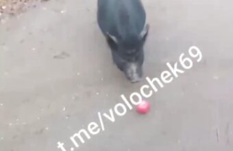 Жители Тверской области думают, как уберечь знаменитую черную свинью от опасности Жители Тверской области думают, как уберечь знаменитую черную свинью от опасности