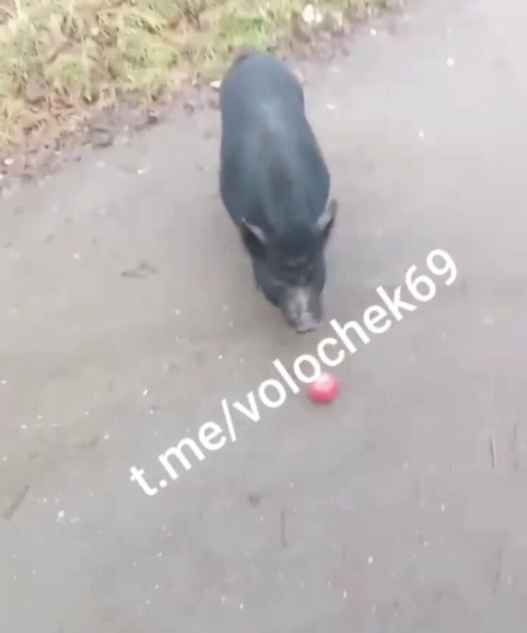 Жители Тверской области думают, как уберечь знаменитую черную свинью от опасности