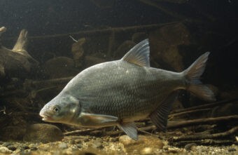 В образцах речной рыбы специалисты нашли возбудителей паразитного заболевания В образцах речной рыбы специалисты нашли возбудителей паразитного заболевания