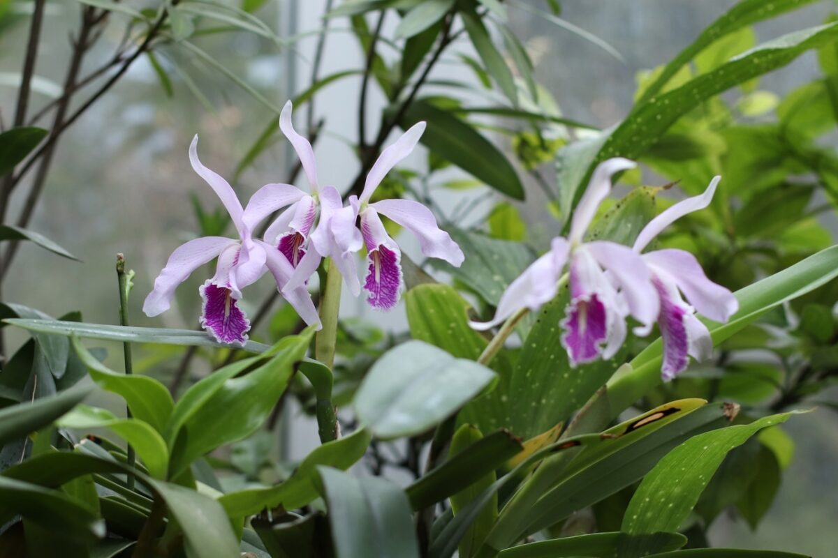 В Твери впервые можно увидеть редкую орхидею Каттлею