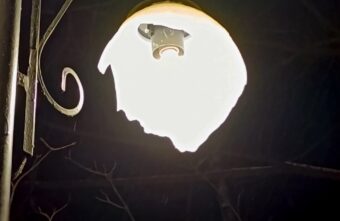 В Тверской области вандалы громят освещение в парке В Тверской области вандалы громят освещение в парке