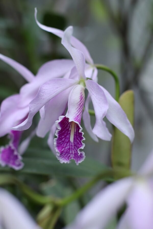 В Твери впервые можно увидеть редкую орхидею Каттлею