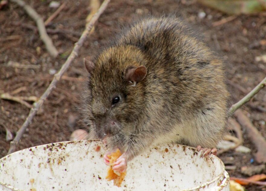 В Твери крыса яростно боролась с воронами за еду