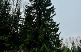 В России выбрали главную новогоднюю елку страны В России выбрали главную новогоднюю елку страны