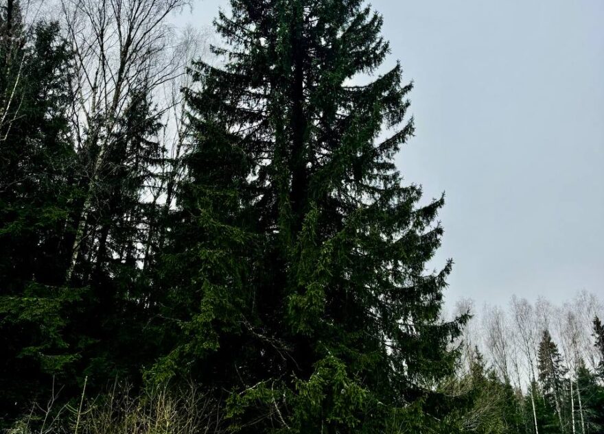 В России выбрали главную новогоднюю елку страны