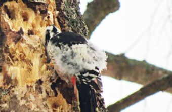 Редкую и очень необычную птицу заметили жители Тверской области Редкую и очень необычную птицу заметили жители Тверской области