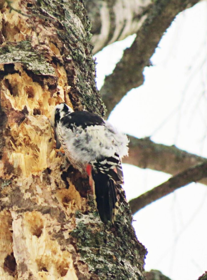 Редкую и очень необычную птицу заметили жители Тверской области