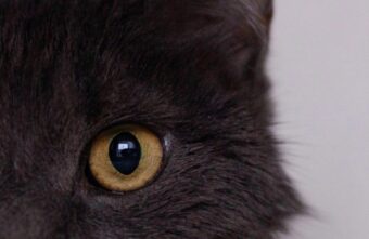 Тверские волонтеры рассказали про кота с суперспособностями Тверские волонтеры рассказали про кота с суперспособностями