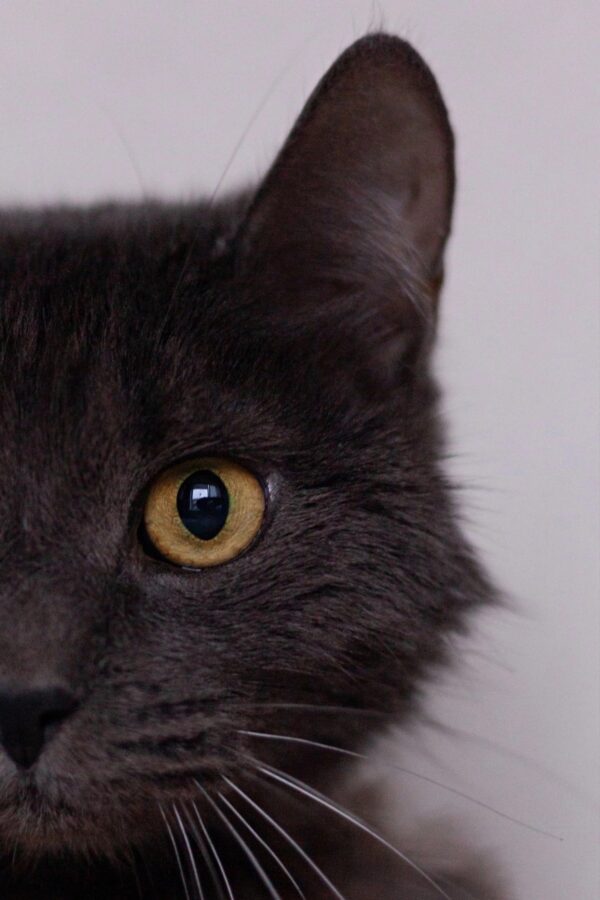 Тверские волонтеры рассказали про кота с суперспособностями