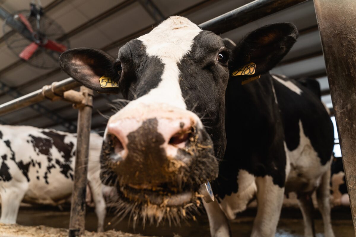 В Тверской области хозяева выгнали коров на улицу