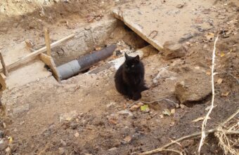 В Твери кошка сидит в яме и верно ждет своего хозяина